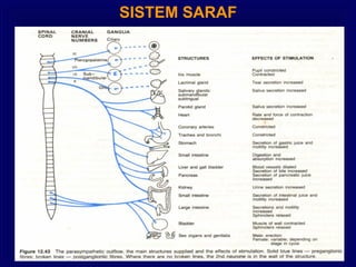 SISTEM SARAF
 