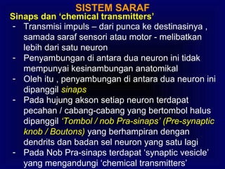 SISTEM SARAF
Sinaps dan ‘chemical transmitters’
- Transmisi impuls – dari punca ke destinasinya ,
samada saraf sensori atau motor - melibatkan
lebih dari satu neuron
- Penyambungan di antara dua neuron ini tidak
mempunyai kesinambungan anatomikal
- Oleh itu , penyambungan di antara dua neuron ini
dipanggil sinaps
- Pada hujung akson setiap neuron terdapat
pecahan / cabang-cabang yang bertombol halus
dipanggil ‘Tombol / nob Pra-sinaps’ (Pre-synaptic
knob / Boutons) yang berhampiran dengan
dendrits dan badan sel neuron yang satu lagi
- Pada Nob Pra-sinaps terdapat ‘synaptic vesicle’
yang mengandungi ‘chemical transmitters’
 