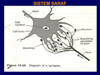SISTEM SARAF
 