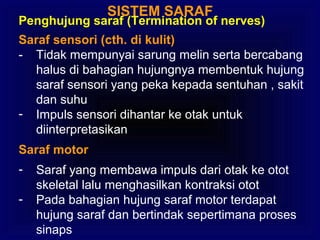 SISTEM SARAF
Penghujung saraf (Termination of nerves)
Saraf sensori (cth. di kulit)
- Tidak mempunyai sarung melin serta bercabang
halus di bahagian hujungnya membentuk hujung
saraf sensori yang peka kepada sentuhan , sakit
dan suhu
- Impuls sensori dihantar ke otak untuk
diinterpretasikan
Saraf motor
- Saraf yang membawa impuls dari otak ke otot
skeletal lalu menghasilkan kontraksi otot
- Pada bahagian hujung saraf motor terdapat
hujung saraf dan bertindak sepertimana proses
sinaps
 