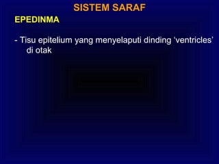 SISTEM SARAF
EPEDINMA
- Tisu epitelium yang menyelaputi dinding ‘ventricles’
di otak
 