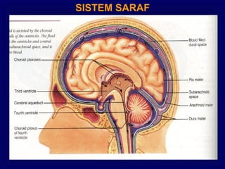 SISTEM SARAF
 
