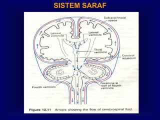 SISTEM SARAF
 