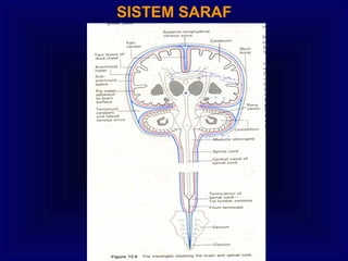 SISTEM SARAF
 