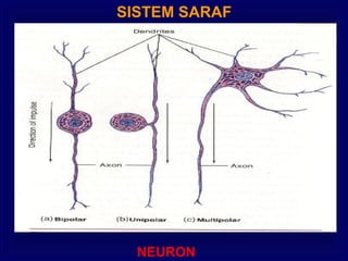 SISTEM SARAF
NEURON
 