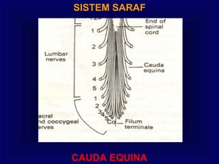SISTEM SARAF
CAUDA EQUINA
 