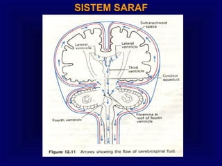 SISTEM SARAF
 
