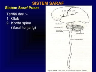SISTEM SARAF
Sistem Saraf Pusat
Terdiri dari :-
1. Otak
2. Korda spina
(Saraf tunjang)
 