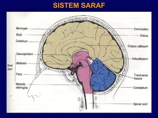 SISTEM SARAF
 