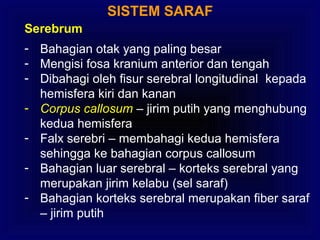 SISTEM SARAF
Serebrum
- Bahagian otak yang paling besar
- Mengisi fosa kranium anterior dan tengah
- Dibahagi oleh fisur serebral longitudinal kepada
hemisfera kiri dan kanan
- Corpus callosum – jirim putih yang menghubung
kedua hemisfera
- Falx serebri – membahagi kedua hemisfera
sehingga ke bahagian corpus callosum
- Bahagian luar serebral – korteks serebral yang
merupakan jirim kelabu (sel saraf)
- Bahagian korteks serebral merupakan fiber saraf
– jirim putih
 