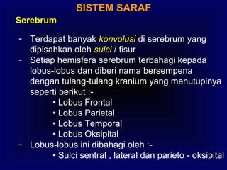 SISTEM SARAF
Serebrum
- Terdapat banyak konvolusi di serebrum yang
dipisahkan oleh sulci / fisur
- Setiap hemisfera serebrum terbahagi kepada
lobus-lobus dan diberi nama bersempena
dengan tulang-tulang kranium yang menutupinya
seperti berikut :-
• Lobus Frontal
• Lobus Parietal
• Lobus Temporal
• Lobus Oksipital
- Lobus-lobus ini dibahagi oleh :-
• Sulci sentral , lateral dan parieto - oksipital
 