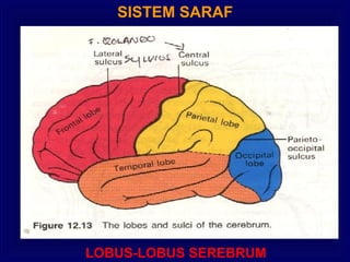 SISTEM SARAF
LOBUS-LOBUS SEREBRUM
 