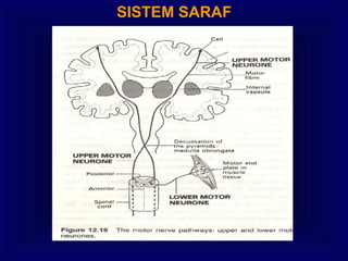 SISTEM SARAF
 