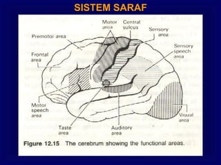 SISTEM SARAF
 