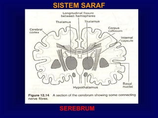 SISTEM SARAF
SEREBRUM
 