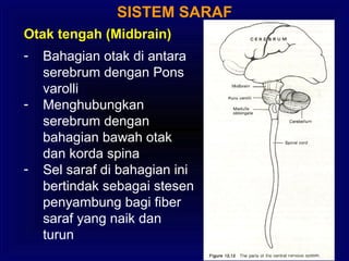 SISTEM SARAF
Otak tengah (Midbrain)
- Bahagian otak di antara
serebrum dengan Pons
varolli
- Menghubungkan
serebrum dengan
bahagian bawah otak
dan korda spina
- Sel saraf di bahagian ini
bertindak sebagai stesen
penyambung bagi fiber
saraf yang naik dan
turun
 