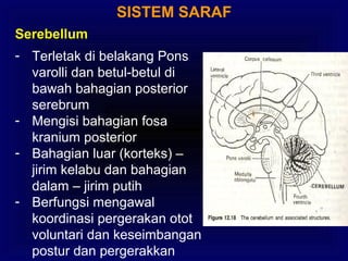 SISTEM SARAF
Serebellum
- Terletak di belakang Pons
varolli dan betul-betul di
bawah bahagian posterior
serebrum
- Mengisi bahagian fosa
kranium posterior
- Bahagian luar (korteks) –
jirim kelabu dan bahagian
dalam – jirim putih
- Berfungsi mengawal
koordinasi pergerakan otot
voluntari dan keseimbangan
postur dan pergerakkan
 