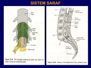 SISTEM SARAF
 