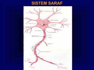 SISTEM SARAF
 