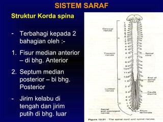 SISTEM SARAF
Struktur Korda spina
- Terbahagi kepada 2
bahagian oleh :-
1. Fisur median anterior
– di bhg. Anterior
2. Septum median
posterior – bi bhg.
Posterior
- Jirim kelabu di
tengah dan jirim
putih di bhg. luar
 
