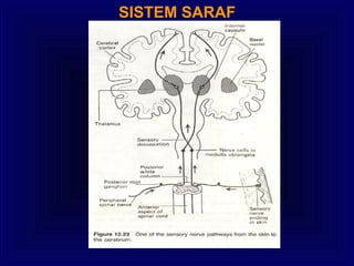 SISTEM SARAF
 