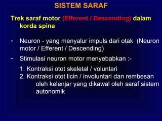 SISTEM SARAF
Trek saraf motor (Efferent / Descending) dalam
korda spina
- Neuron - yang menyalur impuls dari otak (Neuron
motor / Efferent / Descending)
- Stimulasi neuron motor menyebabkan :-
1. Kontraksi otot skeletal / voluntari
2. Kontraksi otot licin / involuntari dan rembesan
oleh kelenjar yang dikawal oleh saraf sistem
autonomik
 