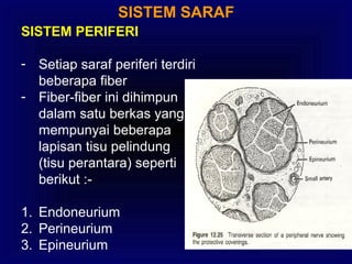 SISTEM SARAF
SISTEM PERIFERI
- Setiap saraf periferi terdiri
beberapa fiber
- Fiber-fiber ini dihimpun
dalam satu berkas yang
mempunyai beberapa
lapisan tisu pelindung
(tisu perantara) seperti
berikut :-
1. Endoneurium
2. Perineurium
3. Epineurium
 