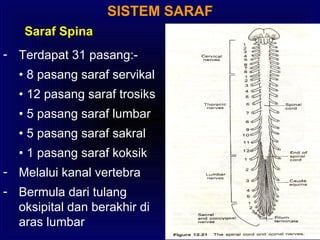 SISTEM SARAF
Saraf Spina
- Terdapat 31 pasang:-
• 8 pasang saraf servikal
• 12 pasang saraf trosiks
• 5 pasang saraf lumbar
• 5 pasang saraf sakral
• 1 pasang saraf koksik
- Melalui kanal vertebra
- Bermula dari tulang
oksipital dan berakhir di
aras lumbar
 