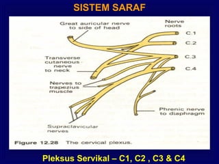SISTEM SARAF
Pleksus Servikal – C1, C2 , C3 & C4
 