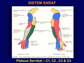 SISTEM SARAF
Pleksus Servikal – C1, C2 , C3 & C4
 