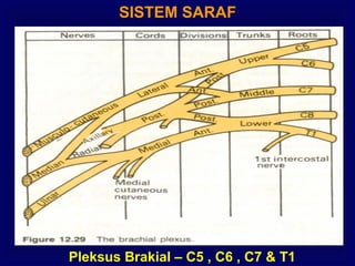SISTEM SARAF
Pleksus Brakial – C5 , C6 , C7 & T1
 