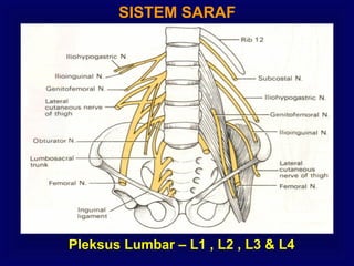 SISTEM SARAF
Pleksus Lumbar – L1 , L2 , L3 & L4
 