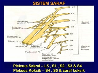 SISTEM SARAF
Pleksus Sakral – L5 , S1 , S2 , S3 & S4
Pleksus Koksik – S4 , S5 & saraf koksik
 