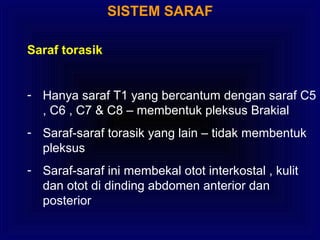 SISTEM SARAF
Saraf torasik
- Hanya saraf T1 yang bercantum dengan saraf C5
, C6 , C7 & C8 – membentuk pleksus Brakial
- Saraf-saraf torasik yang lain – tidak membentuk
pleksus
- Saraf-saraf ini membekal otot interkostal , kulit
dan otot di dinding abdomen anterior dan
posterior
 