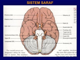 SISTEM SARAF
 
