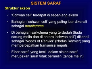 SISTEM SARAF
Struktur akson
- ‘Schwan cell’ terdapat di sepanjang akson
- Bahagian ‘schwan cell’ yang paling luar dikenali
sebagai neurilemma
- Di bahagian sarkolema yang terdedah (tiada
sarung melin dan di antara ‘schwan cell’) dikenali
sebagai ‘Nodes of Ranvier’ (Nodus Ranvier) yang
mempercepatkan transmissi impuls
- Fiber saraf yang kecil dalam sisten saraf
merupakan saraf tidak bermelin (tanpa melin)
 