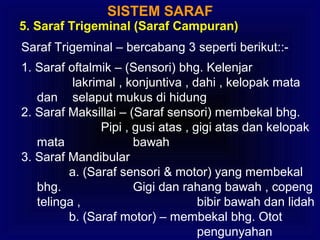 SISTEM SARAF
5. Saraf Trigeminal (Saraf Campuran)
Saraf Trigeminal – bercabang 3 seperti berikut::-
1. Saraf oftalmik – (Sensori) bhg. Kelenjar
lakrimal , konjuntiva , dahi , kelopak mata
dan selaput mukus di hidung
2. Saraf Maksillai – (Saraf sensori) membekal bhg.
Pipi , gusi atas , gigi atas dan kelopak
mata bawah
3. Saraf Mandibular
a. (Saraf sensori & motor) yang membekal
bhg. Gigi dan rahang bawah , copeng
telinga , bibir bawah dan lidah
b. (Saraf motor) – membekal bhg. Otot
pengunyahan
 
