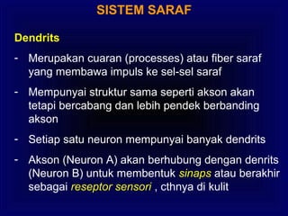 SISTEM SARAF
Dendrits
- Merupakan cuaran (processes) atau fiber saraf
yang membawa impuls ke sel-sel saraf
- Mempunyai struktur sama seperti akson akan
tetapi bercabang dan lebih pendek berbanding
akson
- Setiap satu neuron mempunyai banyak dendrits
- Akson (Neuron A) akan berhubung dengan denrits
(Neuron B) untuk membentuk sinaps atau berakhir
sebagai reseptor sensori , cthnya di kulit
 