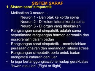 SISTEM SARAF
1. Sistem saraf simpatetik
- Melibatkan 3 neuron ;-
Neuron 1 - Dari otak ke korda spina
Neuron 2 - Di kolum lateral korda spina
Neuron 3 - Di organ yang dibekalkan
- Rangsangan saraf simpatetik adalah sama
sepertimana rangsangan hormon adrenalin dan
noradrenalin dalam badan
- Rangsangan saraf simpatetik – membolehkan
perasaan ghairah dan menangani situasi stress
- Rangsangan simpatetik perlu untuk badan
mengatasi cabaran dari luar
- Ia juga bertanggungjawab terhadap gerakbalas
‘lawan atau lari’ (Fight or flight)
 