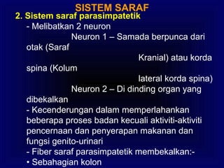 SISTEM SARAF
2. Sistem saraf parasimpatetik
- Melibatkan 2 neuron
Neuron 1 – Samada berpunca dari
otak (Saraf
Kranial) atau korda
spina (Kolum
lateral korda spina)
Neuron 2 – Di dinding organ yang
dibekalkan
- Kecenderungan dalam memperlahankan
beberapa proses badan kecuali aktiviti-aktiviti
pencernaan dan penyerapan makanan dan
fungsi genito-urinari
- Fiber saraf parasimpatetik membekalkan:-
• Sebahagian kolon
 