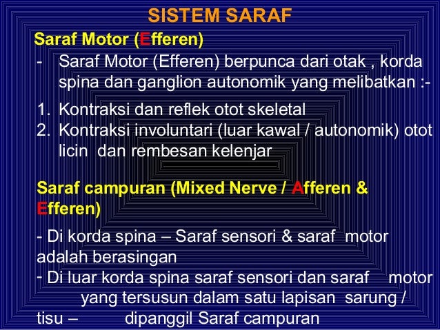 2 2 2 3 Nervous System