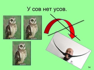 У сов нет усов.
14