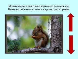 Мы гимнастику для глаз с вами выполним сейчас.
Белка по деревьям скачет и в дупле орехи прячет.