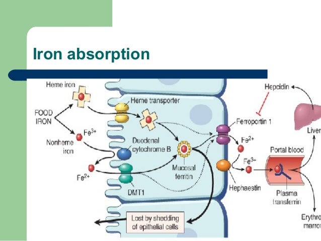 Hepcidin And Regulation Of Iron Absorption And