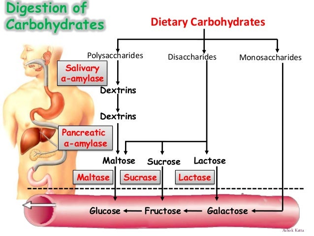 Digestion and Absorption of carbohydrates