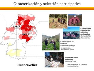 YAULI
LARIA
Huancavelica
Evaluación de
Cosecha con
selección
participativa
Comunidad de
Mososcancha
Caraterización en
floración
Comunidad de Ataya
Caraterización en
tubérculos
Distrito de Laria
Caracterización y selección participativa
Dos parcelas del Sr. Damason
Pariona Ordoñes
Una parcela del
Sr. Armando Ramos
Caracterización y selección participativa
 