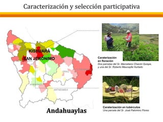 Caracterización y selección participativa
SAN JERÓNIMO
KISHUARÁ
Andahuaylas
Caraterización
en floración
Dos parcelas del Sr. Marceliano Chacón Quispe,
y una del Sr. Roberto Maucaylle Hurtado
Caraterización en tubérculos
Una parcela del Sr. José Palomino Flores
 