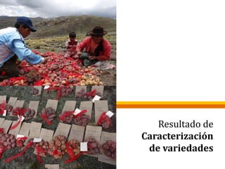 Resultado de
Caracterización
de variedades
 