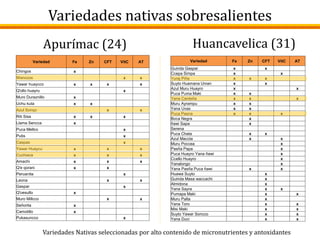 Variedades nativas sobresalientes
Apurímac (24)
Variedades Nativas seleccionadas por alto contenido de micronutrientes y antoxidantes
Huancavelica (31)
Variedad Fe Zn CFT VitC AT
Guinda Gaspar x x
Ccepa Simpa x x
Yuraj Piña x x x
Suyto Huamana Uman x x
Azul Muru Huayro x x
Puca Puma Maki x x
Yana Canteña x x x
Muru Ayrampu x x
Yana Uvas x x
Puca Pasna x x x
Boca Negra x
ñawi Sapa x
Serena
Puca Chata x x
Azul Maccta x x
Muru Poccea x
Pasña Papa x
Puca Huayro Yana ñawi x
Ccello Huayro x
Yanalongo x
Yana Pasña Puca ñawi x x
Huawa Suyto x
Guinda Masa waccachi x
Almidona x
Yana Sayra x x
Pumapa Maki x x
Muru Palta x
Yana Toro x x
Misi Maki x x
Suyto Yawar Soncco x x
Yana Duci x x
Variedad Fe Zn CFT VitC AT
Chingos x
Wenccos x x
Yawar huaycco x x x x
Q'ollo huayru x
Muro Duraznillo x
Uchu kuta x x
Azul Sonqo x x
Riti Sisa x x x
Llama Sencca x
Puca Mellco x
Putis x
Caspas x
Yawar Huaycu x x x
Cuchiaca x x x
Amachi x x x
Q'e qorani x x
Peruanita x
Leona x x
Gaspar x
Q'oesullo x
Muro Millcco x x
Señorita x
Camotillo x
Pukasuncco x
 