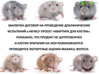 ЗАКЛЮЧЕН ДОГОВОР НА ПРОВЕДЕНИЕ ДОКЛИНИЧЕСКИХ
ИСПЫТАНИЙ в МГМСУ ПРОЕКТ «КВАРТИРА ДЛЯ КЛЕТКИ».
ПОКАЗАНО, ЧТО ПРОДУКТ НЕ ЦИТОТОКСИЧЕН
И КЛЕТКИ ЭПИТЕЛИЯ НА НЕМ РАЗМНОЖАЮТСЯ.
ПРОВОДЯТСЯ ЭКСПЕРТНЫЕ ОЦЕНКИ MAXWELL BIOTECH.
 